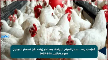 قفزة جديدة.. سعر الفراخ البيضاء بعد آخر زيادة إقرأ أسعار الدواجن اليوم الاثنين 18-8-2025